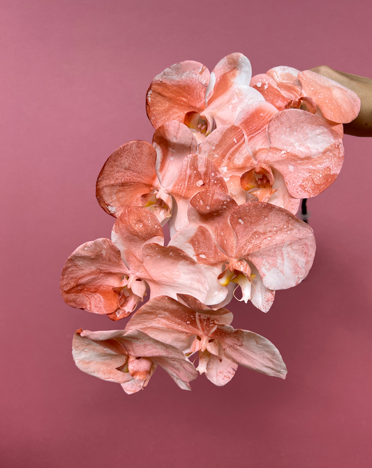 Phalaenopsis - Velvet